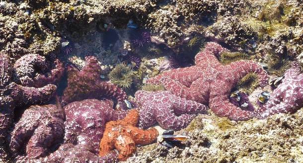 Tide Pools