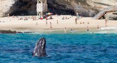 Captain Dave's Whale Watching With Underwater Viewing