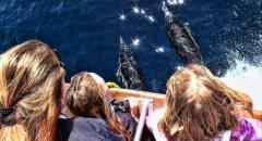 Davey's Locker/Newport Landing $20 Whale Watching