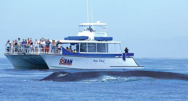 Dana Wharf Sportfishing & Whale Watching