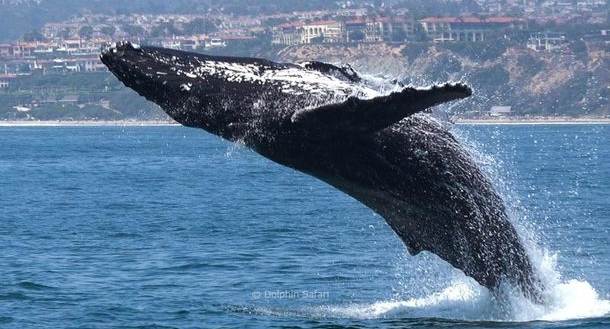 Captain Dave's Whale Watching With Underwater Viewing