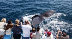 Davey's Locker/Newport Landing $20 Whale Watching