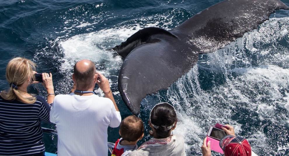 Davey's Locker/Newport Landing $20 Whale Watching