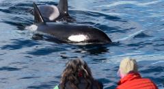 Captain Dave's Whale Watching With Underwater Viewing