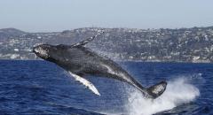 Dana Wharf Sportfishing & Whale Watching