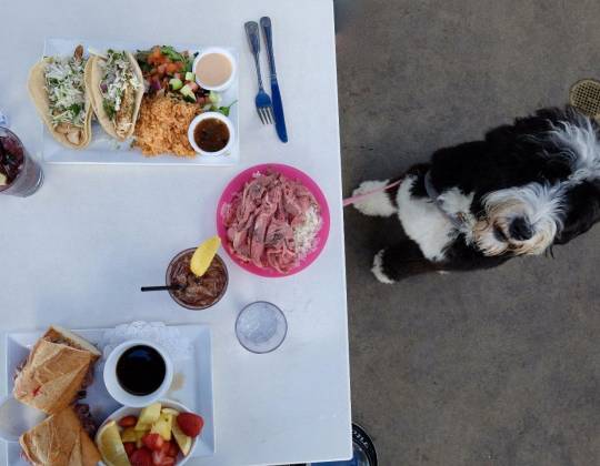 Dog Friendly Laguna Beach Restaurants