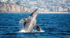 Davey's Locker/Newport Landing $20 Whale Watching