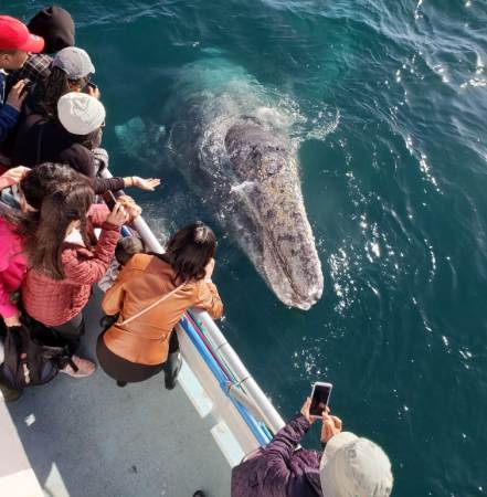 Gray Whale Migration Over 10,000 Whales Take Part 2020