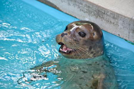 Pacific Marine Mammal Center of Laguna Beach Honored with Nature's Voice Award, $1,000 Grant and Opportunity to Win $10,000 Grant