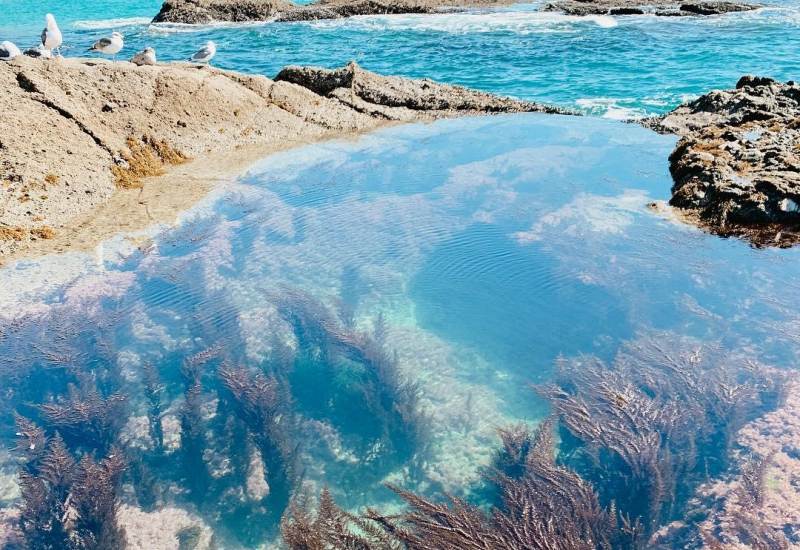 Laguna Beach Tide Pool