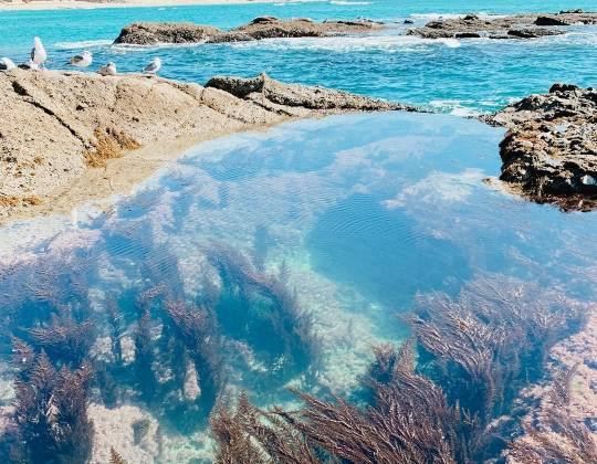 Laguna Beach Tide Pool