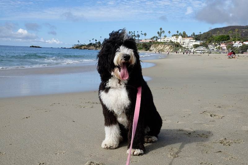 Traveling With Your Dog Laguna Beach